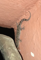 Hemidactylus angulatus