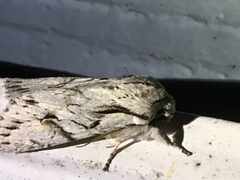 Egira crucialis