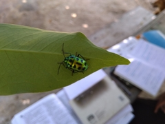 Chrysocoris stockerus