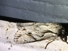 Egira crucialis