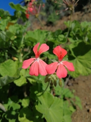 Pelargonium inquinans