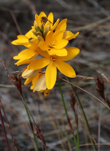 Image of Ixia dubia by (c) Tony Rebelo, some rights reserved (CC BY-SA)