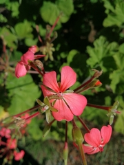 Pelargonium inquinans