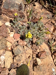 Acmispon brachycarpus