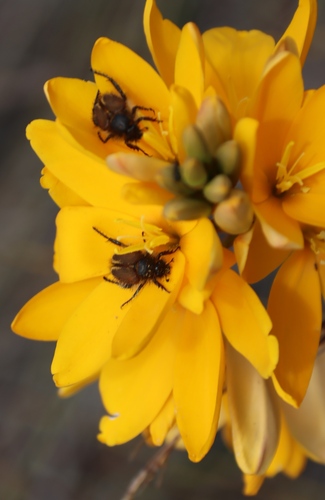Image of Ixia dubia by (c) Tony Rebelo, some rights reserved (CC BY-SA)