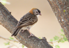 Speckle-Fronted Weaver photo 5