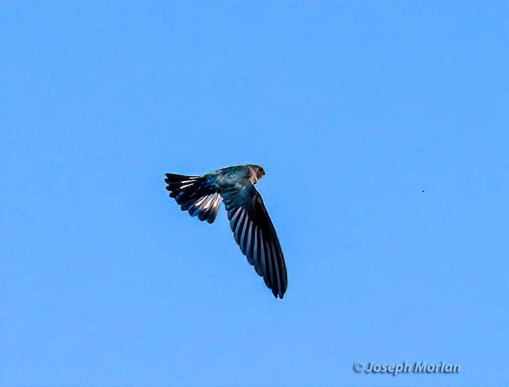 Glossy Swiftlet from West Seram, Maluku, Indonesia on November 10, 2023 ...