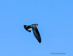 Glossy Swiftlet photo 3