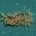 Annulated Nudibranch - Photo (c) Jeff Goddard, some rights reserved (CC BY-NC)