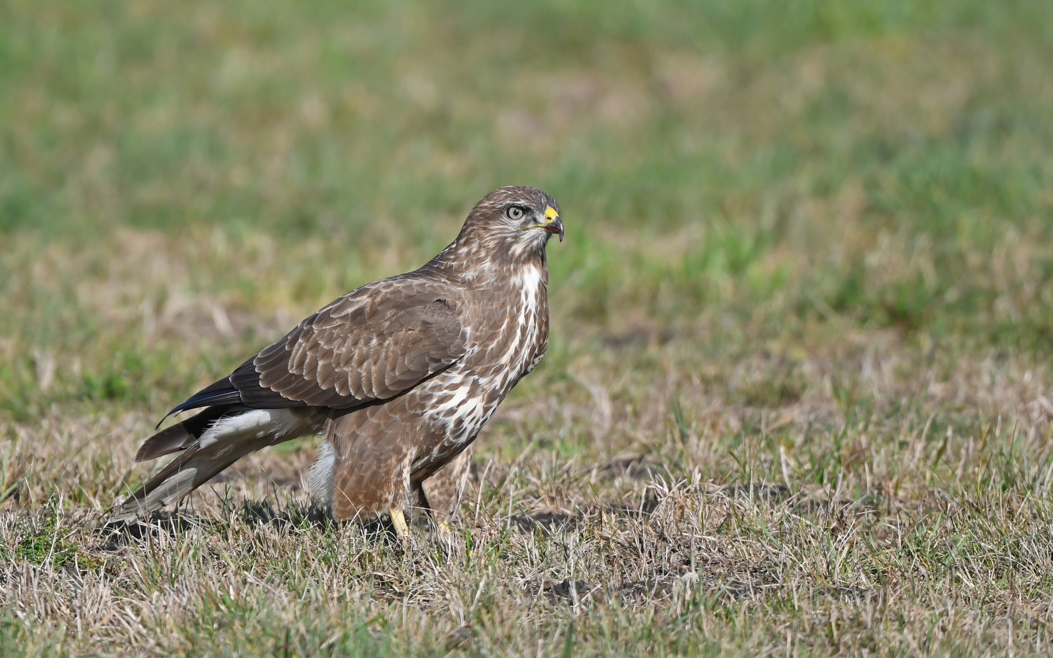 Common Buzzard (Buteo buteo)