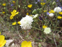 Chaenactis stevioides