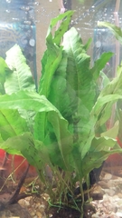 Leptochilus pteropus