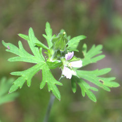 Geranium bicknellii