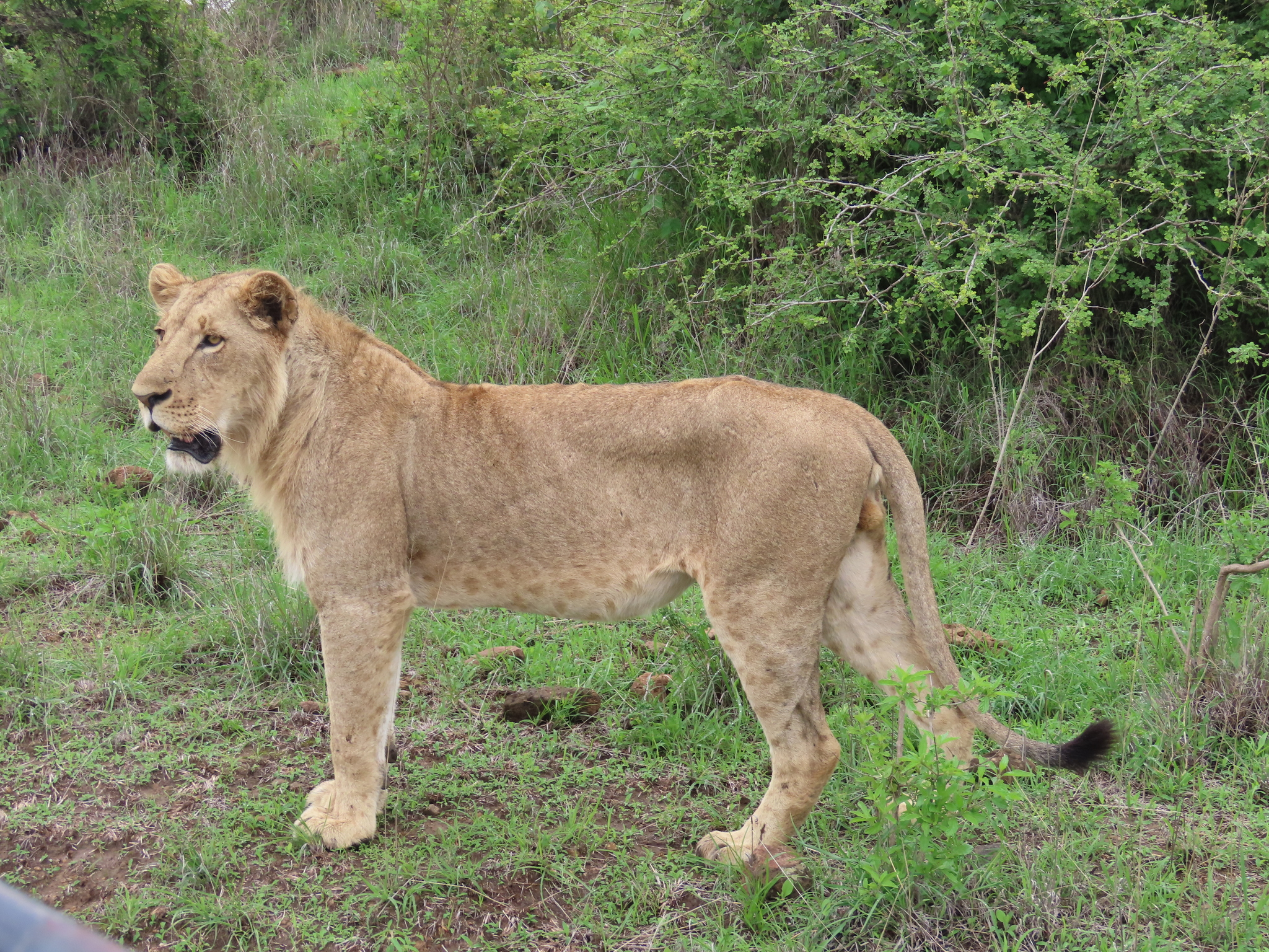 Panthera leo melanochaita - Wikipedia