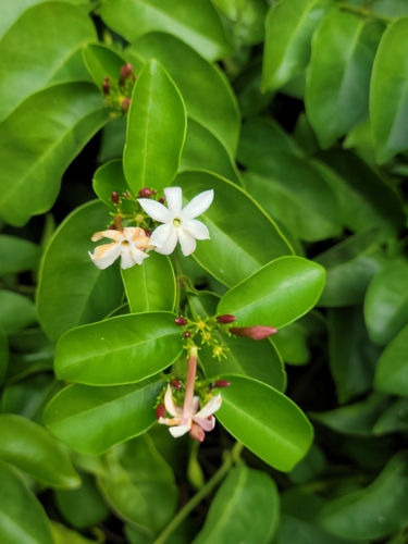 Gold Coast jasmine (Jasminum dichotomum)