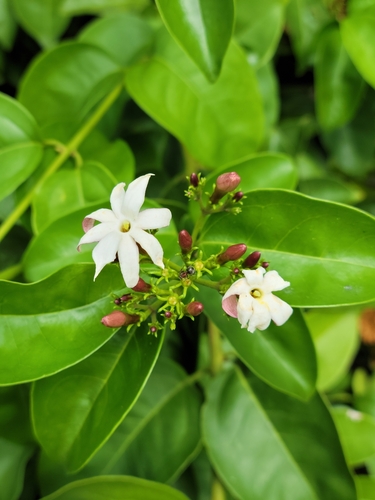 Image of Jasminum dichotomum by (c) Jay Horn, some rights reserved (CC BY)
