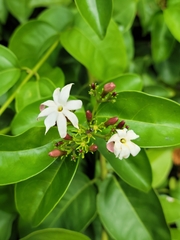 Jasminum dichotomum, photograph (c) Jay Horn, some rights reserved (CC BY)