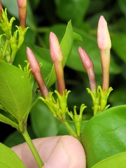 Jasminum dichotomum, photograph (c) Jay Horn, some rights reserved (CC BY)