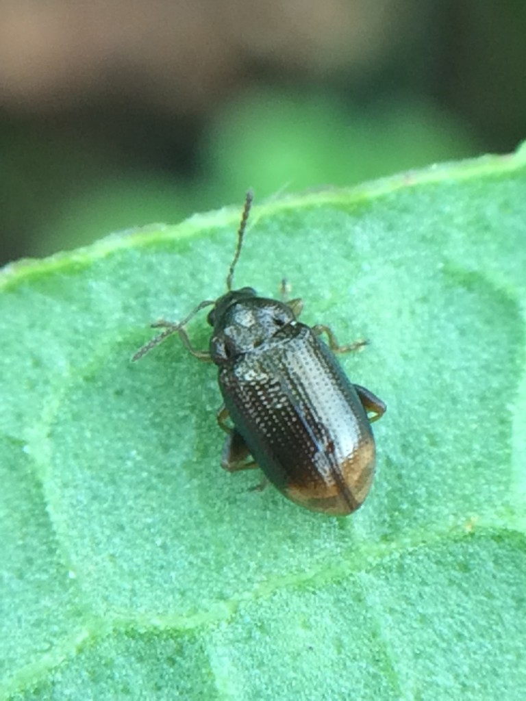 Mantura