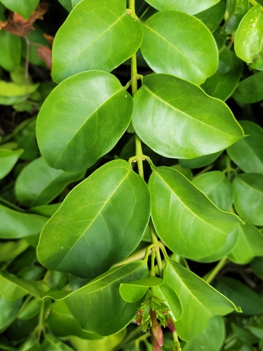 Image of Jasminum dichotomum by (c) Jay Horn, some rights reserved (CC BY)