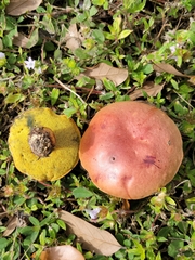Pulchroboletus rubricitrinus image