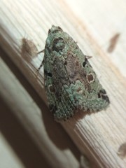 Maliattha concinnimacula