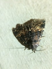 Metalectra diabolica