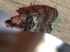 Pococera maritimalis