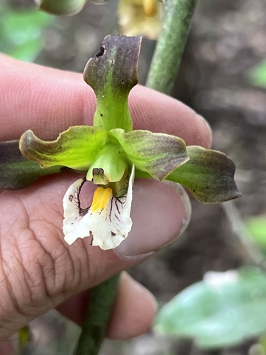 Eulophia taitensis