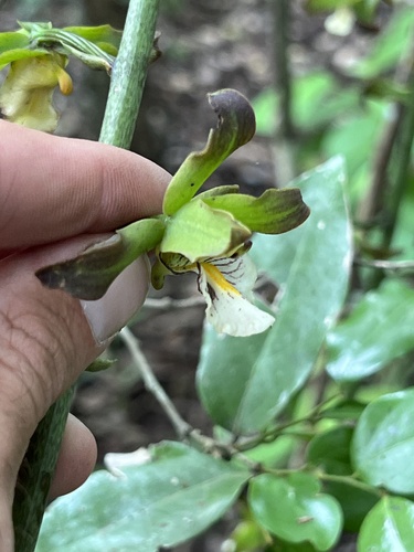 Eulophia taitensis
