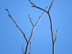 Ulmus rubra