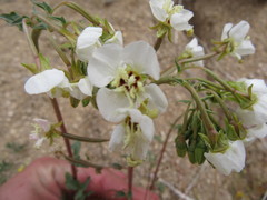 Chylismia claviformis rubescens