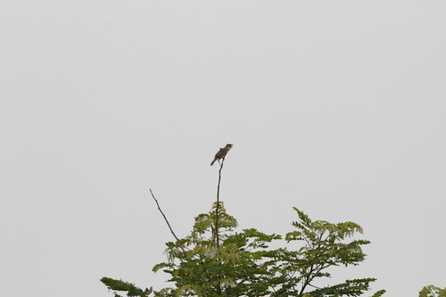 Bristled Grassbird
