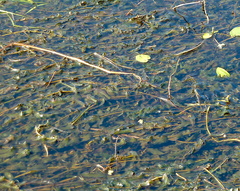 Potamogeton × nitens