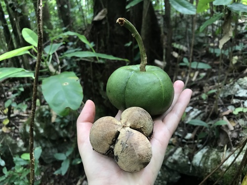 Cob-nut (Omphalea triandra)