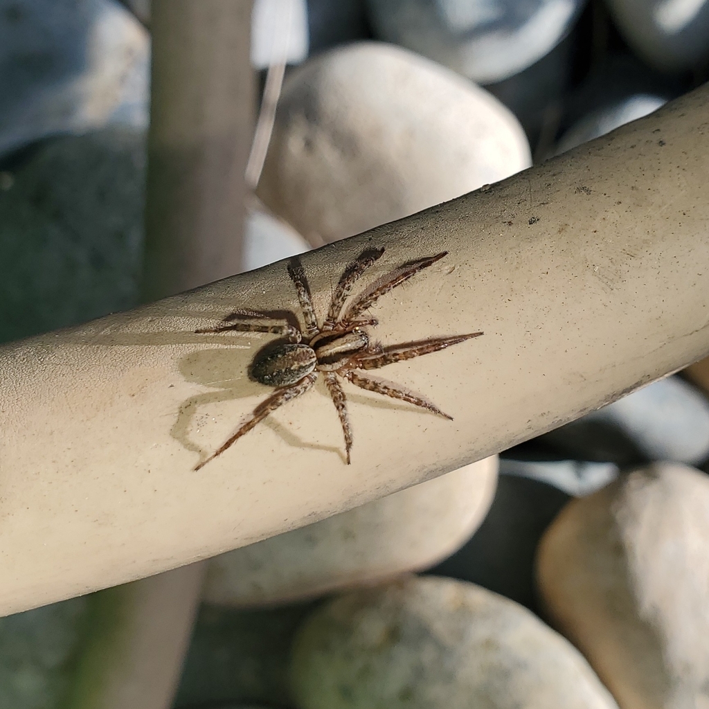 Typical Funnel Weavers in November 2023 by Brian Keller · iNaturalist