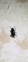 Tenebrionidae