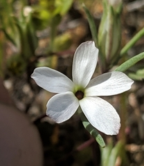 Linanthus dichotomus