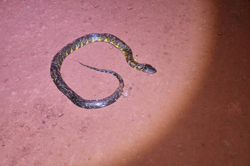 Erythrolamprus taeniogaster