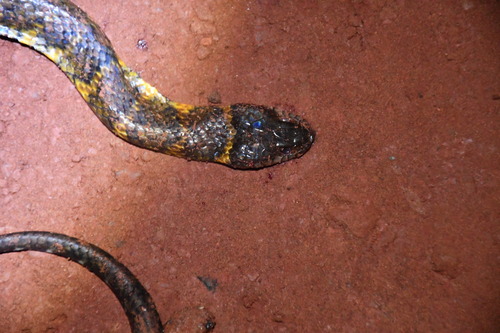 Erythrolamprus taeniogaster