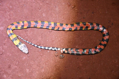 Erythrolamprus taeniogaster