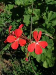Pelargonium inquinans