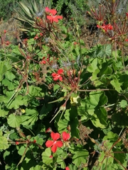 Pelargonium inquinans