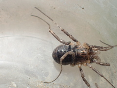 Protolophus cockerelli