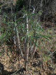 Euphorbia clava
