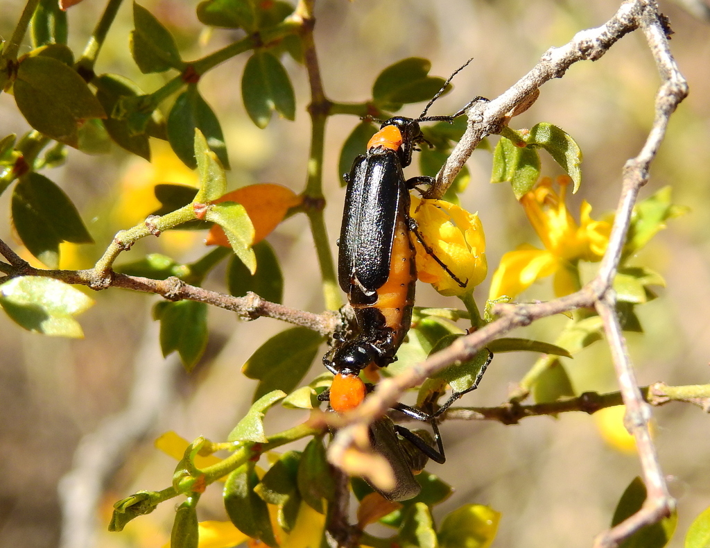 Pseudopyrota riojanensis