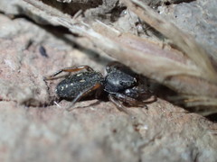 Metacyrba taeniola similis
