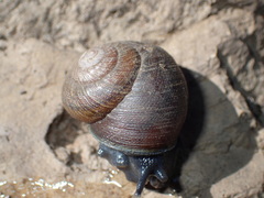 Xerarionta intercisa