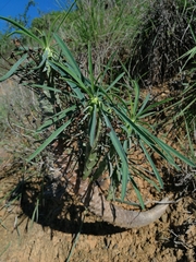 Euphorbia clava