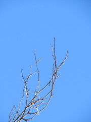 Ulmus rubra